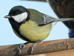 Great Tit 
&copy; R�gine Le Courtois Nivart