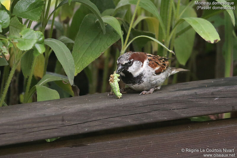 House Sparrow, feeding habits