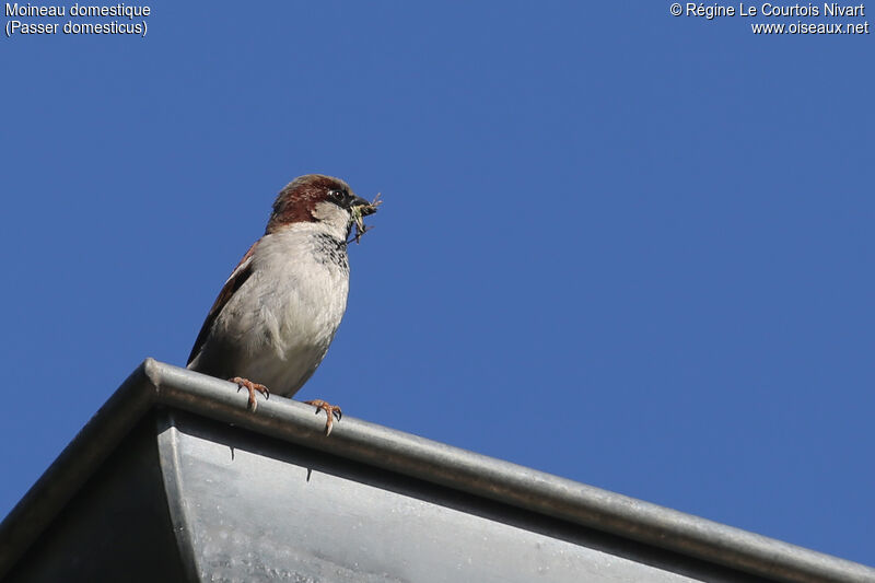 House Sparrow male, Reproduction-nesting