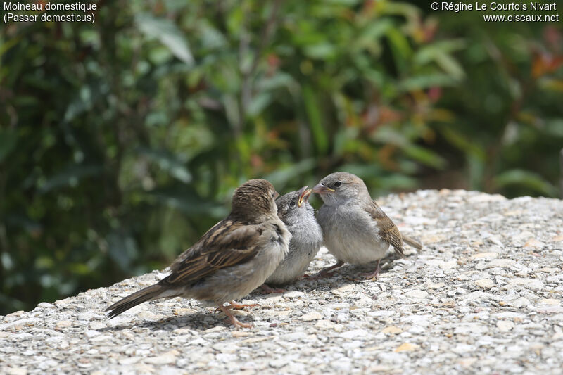 House Sparrow, Reproduction-nesting