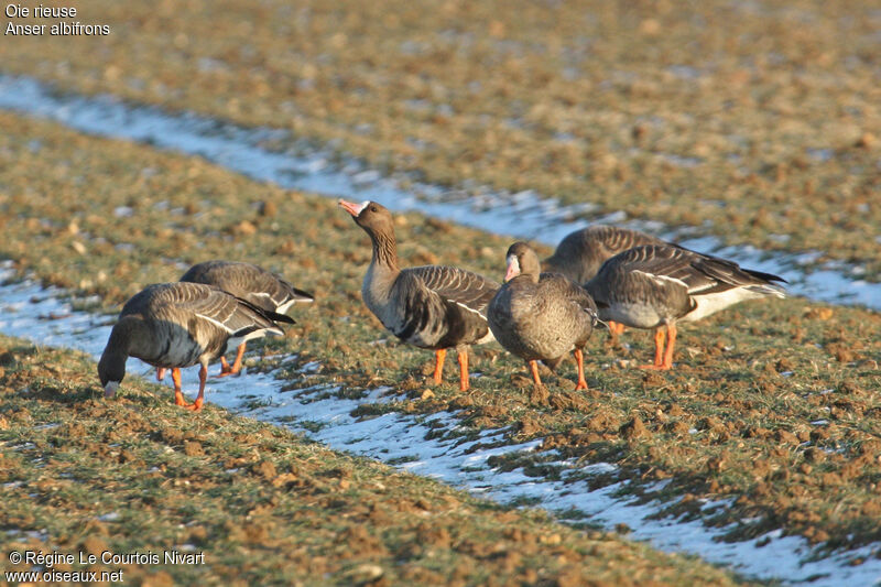 Greater White-fronted Goose, feeding habits