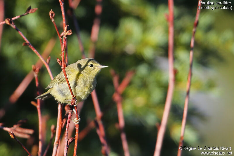 Orange-crowned Warbler