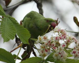 Rose-ringed Parakeet 
&copy; R�gine Le Courtois Nivart