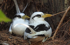 White-tailed Tropicbird