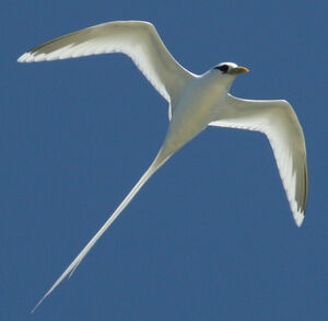 White-tailed Tropicbird