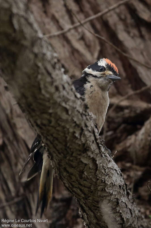 Hairy Woodpeckerjuvenile, close-up portrait