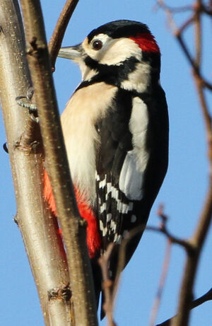 Great Spotted Woodpecker 
&copy; R�gine Le Courtois Nivart