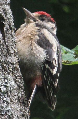 Great Spotted Woodpecker 
&copy; R�gine Le Courtois Nivart
