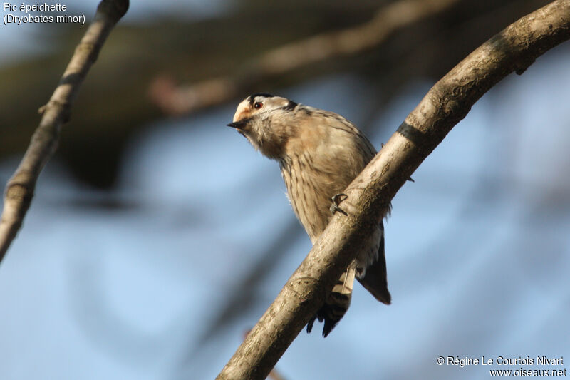 Lesser Spotted Woodpecker female