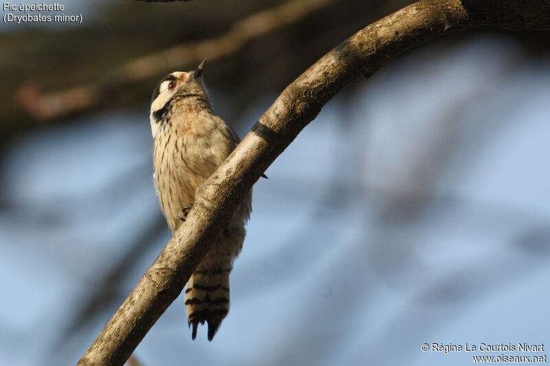 Lesser Spotted Woodpecker female