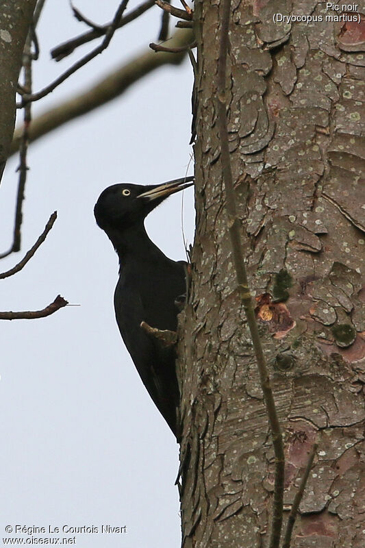 Black Woodpeckeradult
