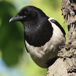 Eurasian Magpie