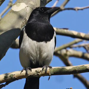 Eurasian Magpie