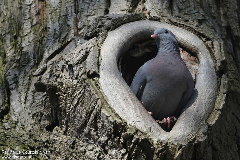 Pigeon colombinadulte, Nidification
