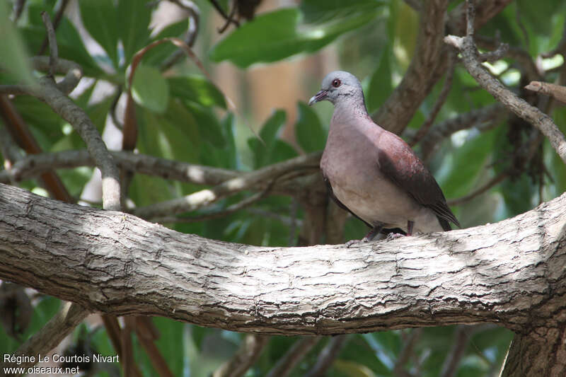 Pigeon de Madagascaradulte, habitat