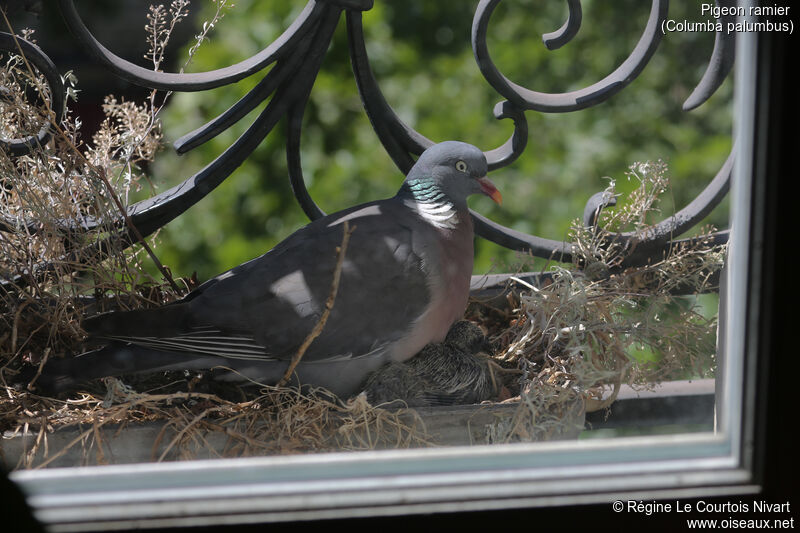 Common Wood Pigeon, Reproduction-nesting