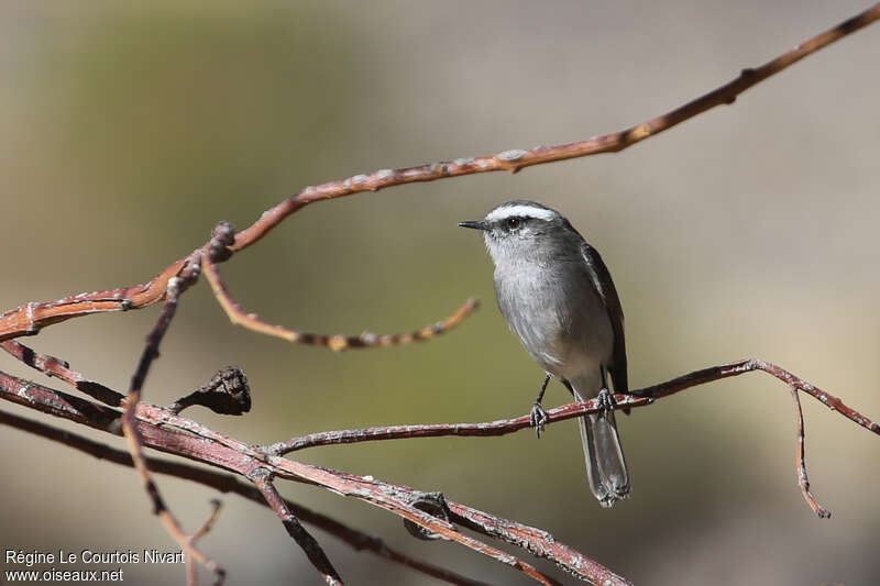 White-browed Chat-Tyrantadult, identification