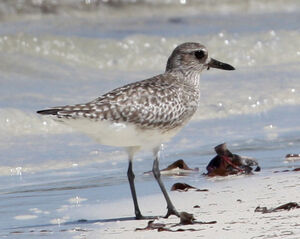Grey Plover