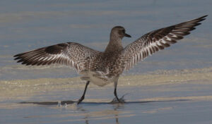 Grey Plover