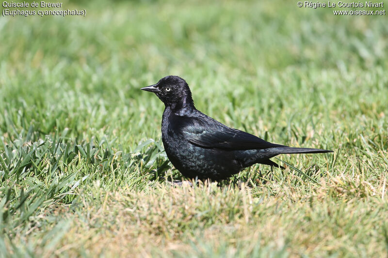 Brewer's Blackbird male adult