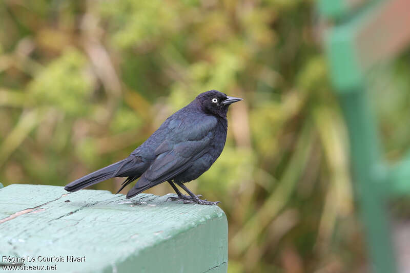 Brewer's Blackbird male adult, identification