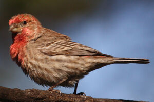House Finch