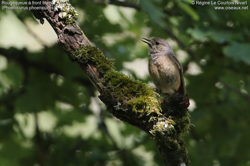 Common Redstart female adult