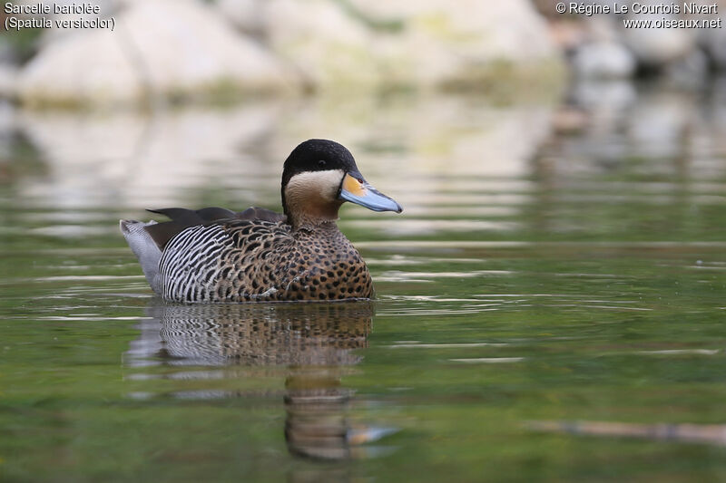 Silver Teal