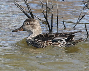 Eurasian Teal