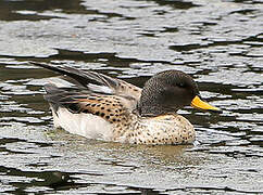 Yellow-billed Teal