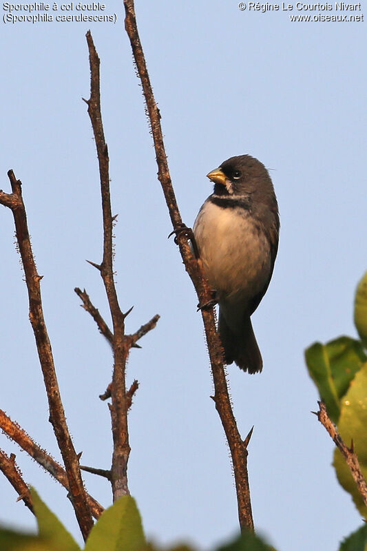 Double-collared Seedeater male