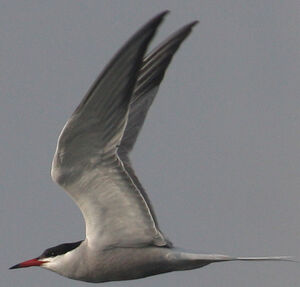 Common Tern 
&copy; R�gine Le Courtois Nivart