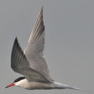 Common Tern 
&copy; R�gine Le Courtois Nivart