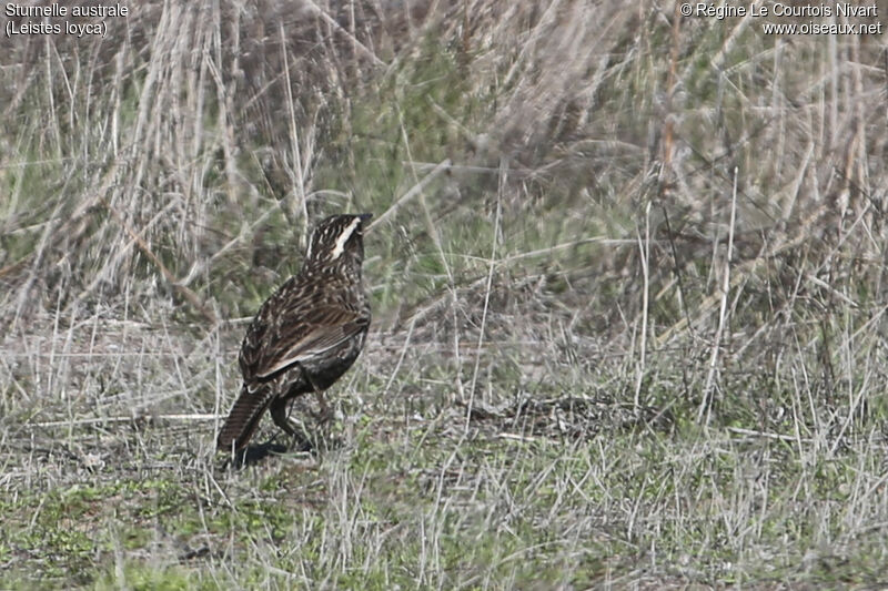 Long-tailed Meadowlark