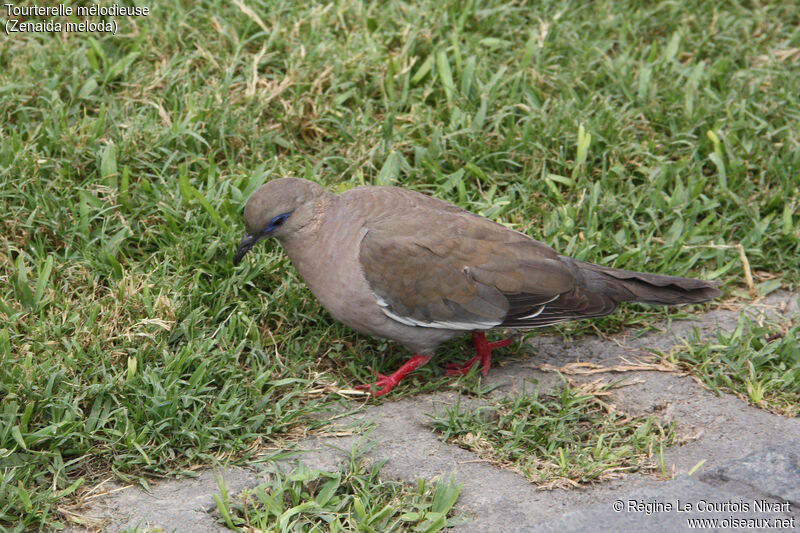 West Peruvian Dove, identification