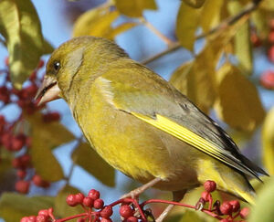 European Greenfinch 
&copy; R�gine Le Courtois Nivart