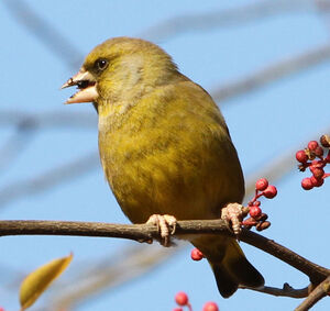 European Greenfinch 
&copy; R�gine Le Courtois Nivart
