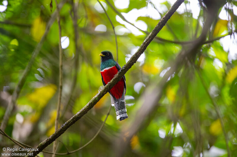 Collared Trogon male adult, close-up portrait