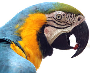Ara bleu