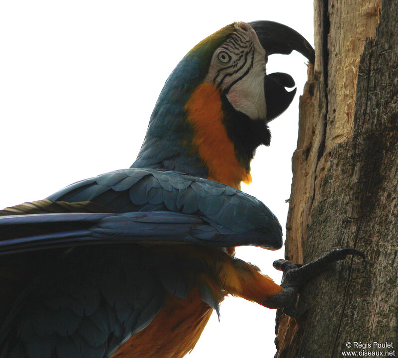 Blue-and-yellow Macaw, Behaviour