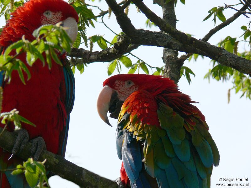 Red-and-green Macaw adult