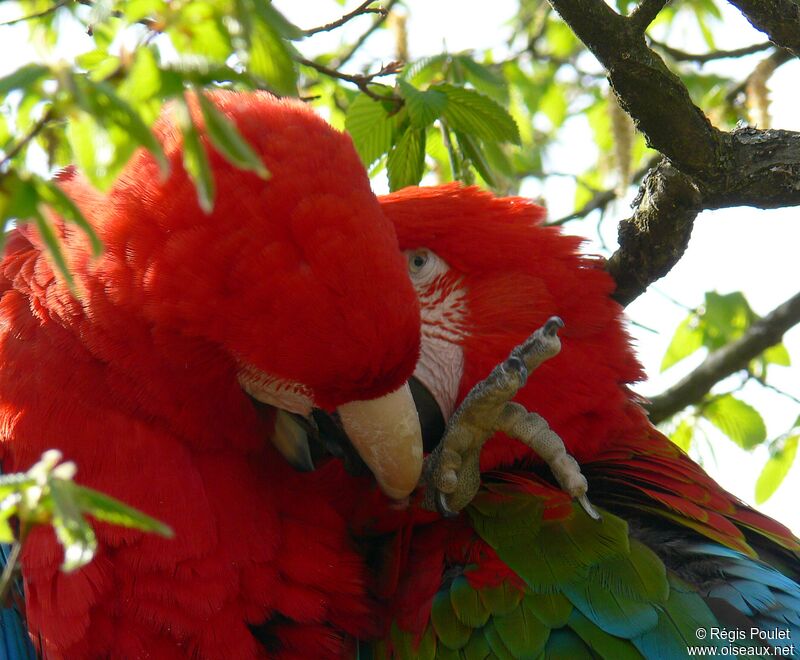 Red-and-green Macaw adult, Behaviour