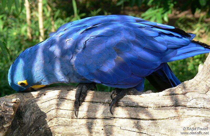Hyacinth Macaw, Behaviour