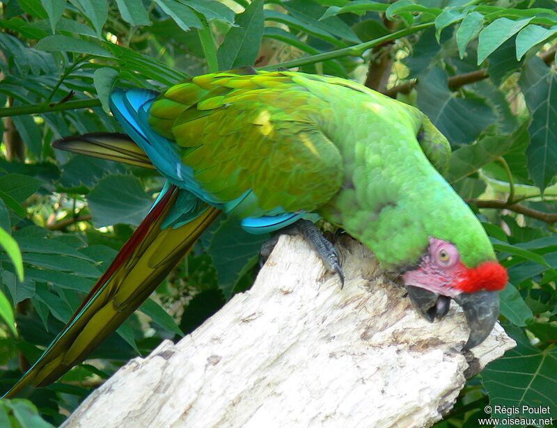 Military Macaw, identification, Behaviour