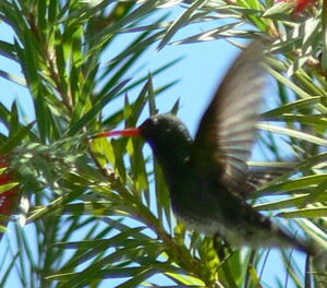 Glittering-throated Emerald