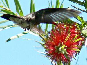 Glittering-throated Emerald