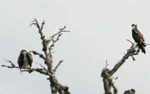 Balbuzard p�cheur