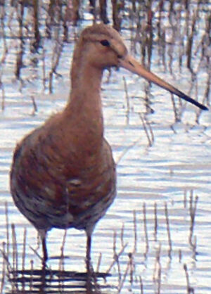 Black-tailed Godwit