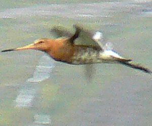 Black-tailed Godwit