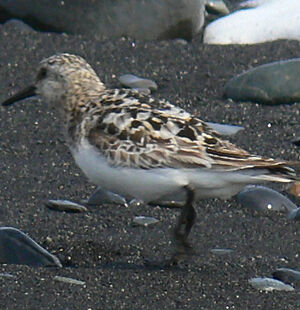 Sanderling